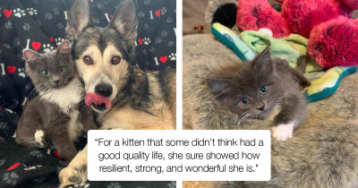 Resilience of Kitten with Twisted Leg Becomes an Inspiration for Everyone