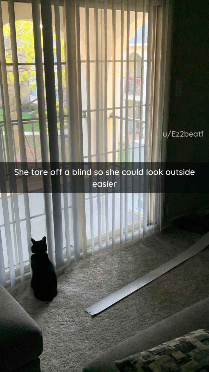 1. Whatever is easiest for the cat.