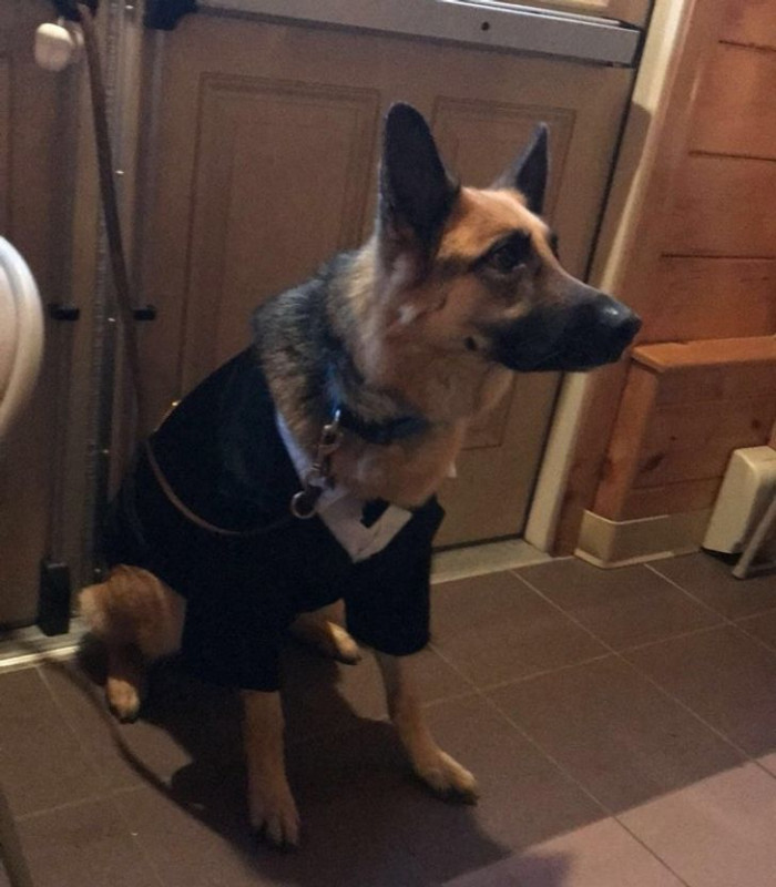 7. My dog is the most handsome at my friend's wedding.