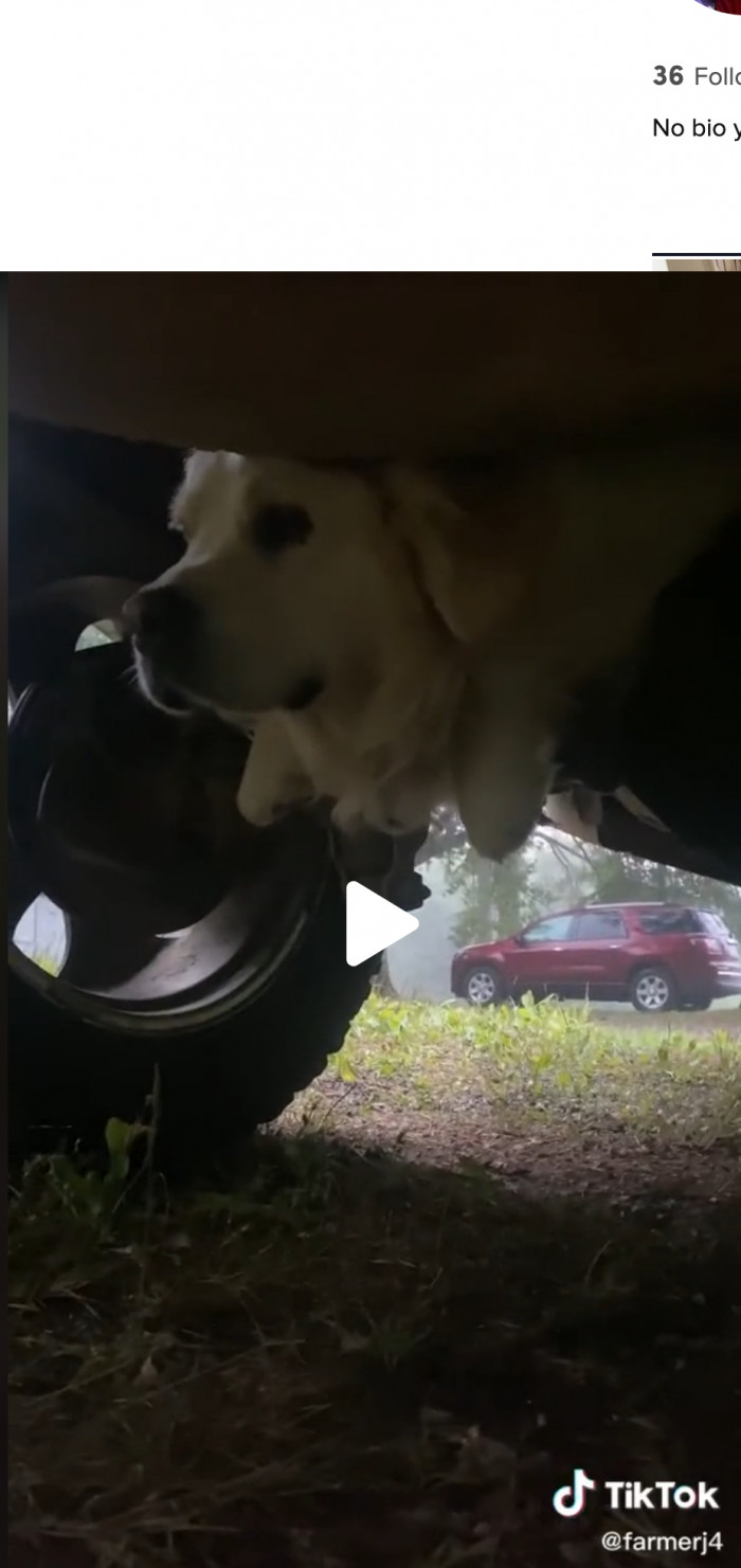 Initially, Albus was probably just looking for the perfect spot to get away from the loud thunder, but we think he enjoyed the cozy space in the end and decided to hang out literally.