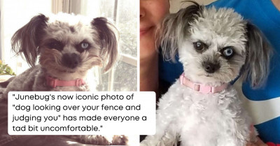 The Internet Has Fallen In Love With The Intense Look On This Dog's Face And You Just Have To See It For Yourself