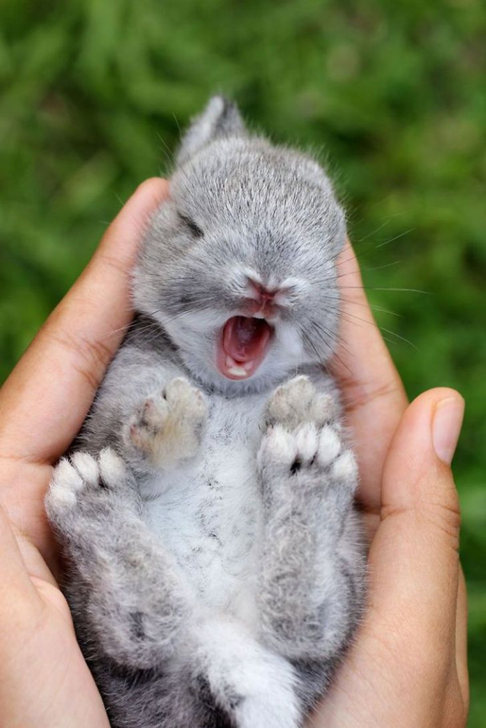 5. Have you seen a bunny waking up before?