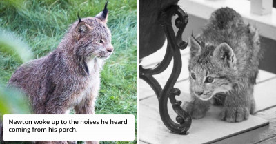 Strange Noises Wake A Man Up, Then He Finds Out That Wild Animals Are Playing On His Porch