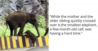 Mom Elephant Helps Her Child Climb Over A Roadside Fence