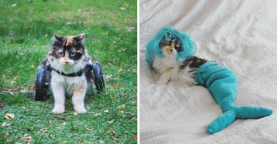 The Owner of Sally The Mermaid Cat Believes Disabled Pets Are Not Difficult to Manage and They Want You to Know About It