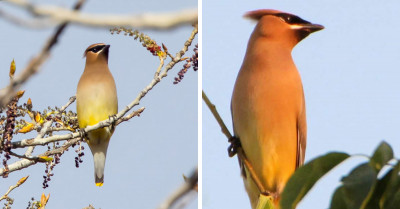 Pokemon Fans Will Love This Handsome Bird With A Cool, Sweptback Hairdo That Looks Like A Real-Life Pidgeotto
