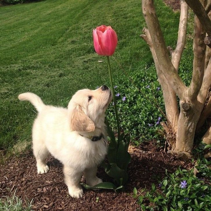 23. The dog is scrutinizing the tulip