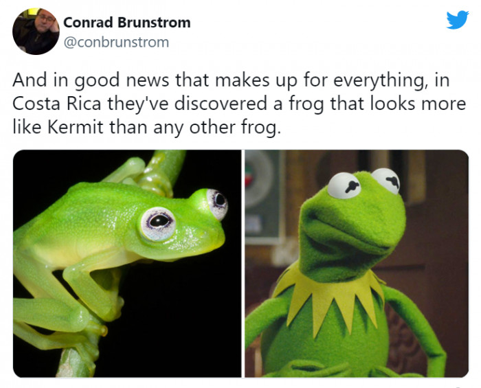 2. Yayy! We found the real Kermit