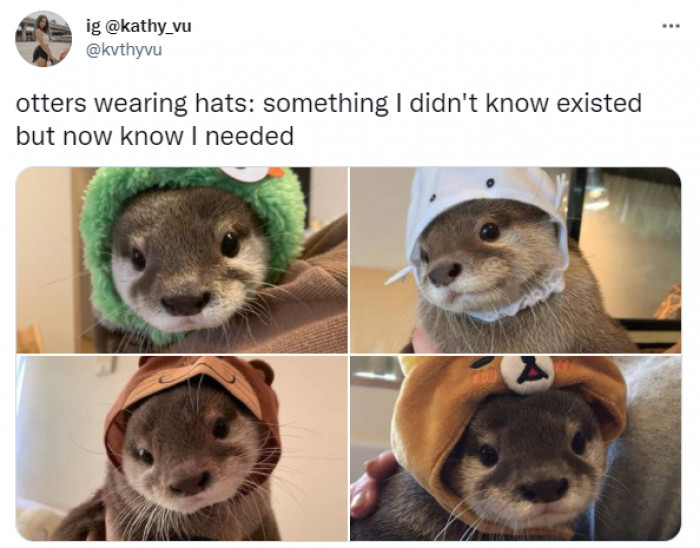 16. Otters wearing hats are cute as a button.