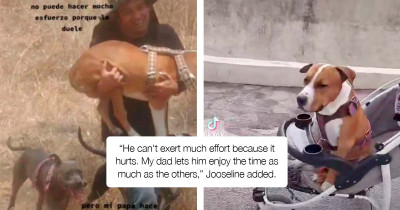 Dad Shows His Love For His Disabled Dog By Carrying Him To Run With His Siblings So He Does Not Miss Out On Fun