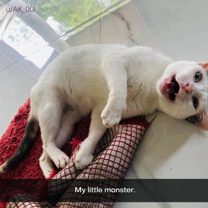 17. Pawsitively Precious.