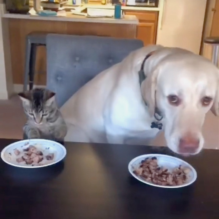 Having a Nice Meal on the Table