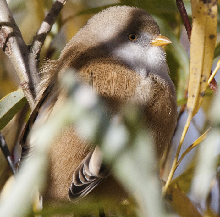 During their mating season from March to September, male Bearded Reedlings will show some agression towards another male of their kind when competing for the attention of a female Bearded Tit.