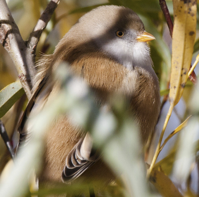 Durante su temporada de apareamiento de marzo a septiembre, los machos de junco barbudo mostrarán cierta agresividad hacia otro macho de su especie cuando compitan por la atención de una hembra de herrerillo barbudo.