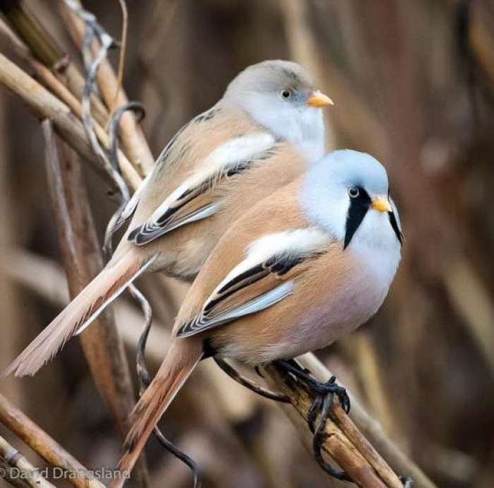 Bearded Tit are regarded as monogamous but every now a then, some birds do have another partner.