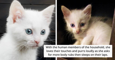 Driver Saves A Kitten Swimming Along A Flooded Street