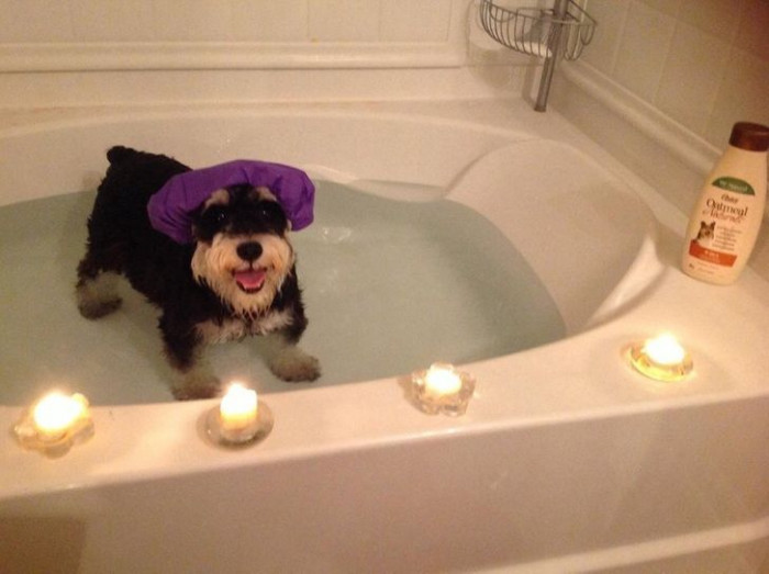 16. I went on vacation and left my dog with my sister. He seems to be having a great time.