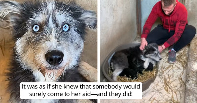 Mother Dog’s Act of Love and Bravery Saves Her and Her Puppies from Freezing in the Cold