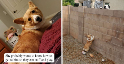 Woman Catches Corgi Having Nightly Secret Meetings With The Neighbor
