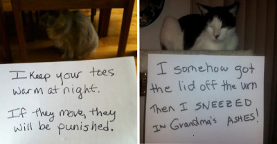 Cat Owners Call Out Their Pets For Making Their Own Silly House Rules In This Hilarious Collection Of Photos