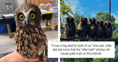 A Little Rescue Owl Takes A Bath, And The “After” Photos Are Hilarious