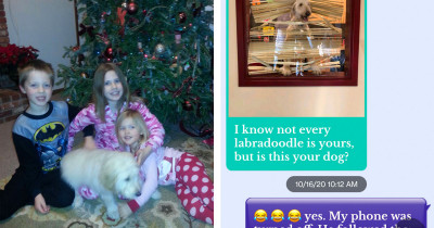 Labradoodle Dog Gets Detained In The Principal’s Office For Following His Family’s Kids To School