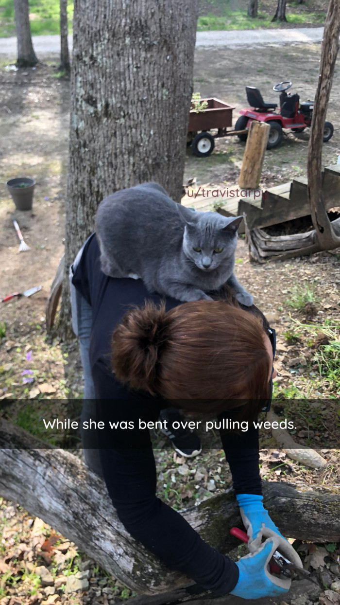 13. The cat said, "This looks like a nice place to sit," and promptly sat.