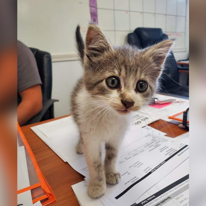 The kitten ran off when the staff opened the hood.