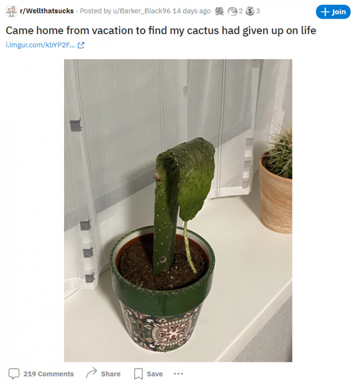 14. Poor cactus.