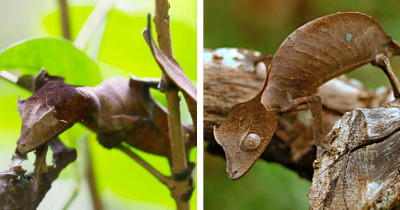 Lizard Looks Exactly Like A Leaf And It Is Super Creepy
