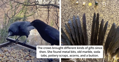 Crow Family Returns A Woman's Kindness By Giving Her Some Special Gifts