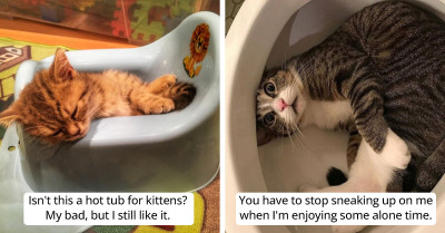 13 Super Sassy Cats Who Don't Care About Your Feelings And Will Only Do What Pleases Them