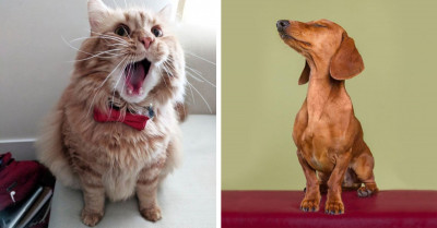 26 Pictures Of Animals Whose Drama Can Outshine Any Award-Winning Actor