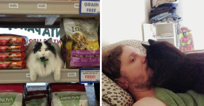 17 Cats Hate Being Lumped Together With Their Kind, So They're Shattering The Stereotypes