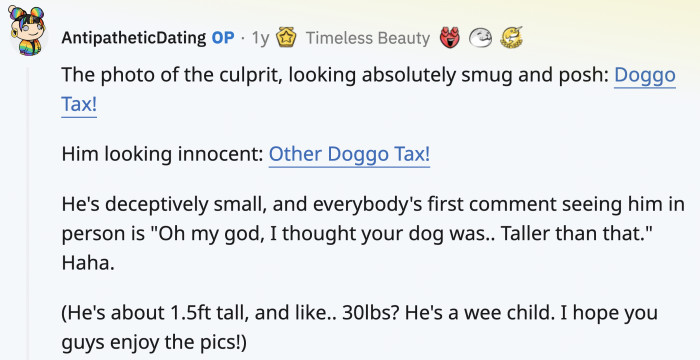 The culprit looks proud with no regrets and would 10/10 recommend doing it again.