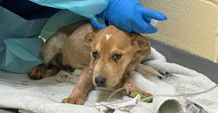 The pups being cared for by veterinarians at the shelter.