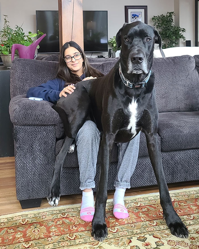 This enormous doggo can't even fit on her thighs