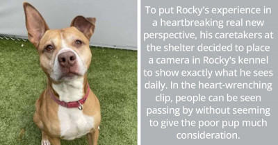Dog At Shelter Has Spent Over A Year Watching People Pass His Kennel Without Getting Adopted