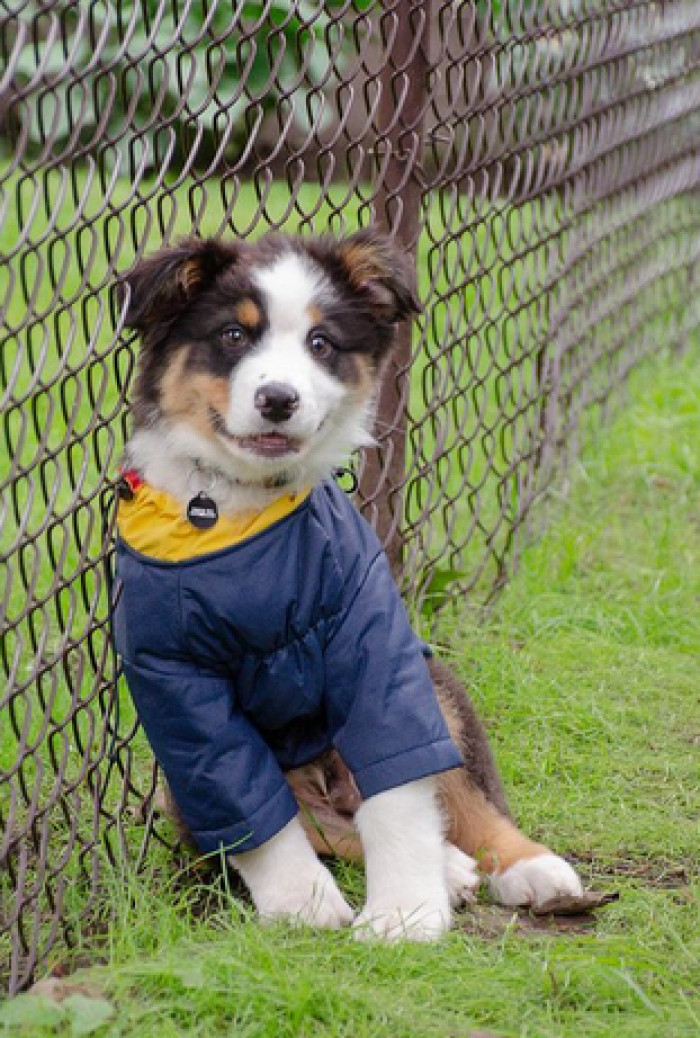 For every bit as rambunctious as the pup has been (naturally), he's also been the fluffiest sweetheart, too.