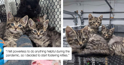 Four Adorable Kittens Get Busted Trying To Escape In The Most Adorable Way Pawsible