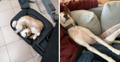 14 Hilarious Dog Posts That Will Instantly Raise Your Serotonin Level
