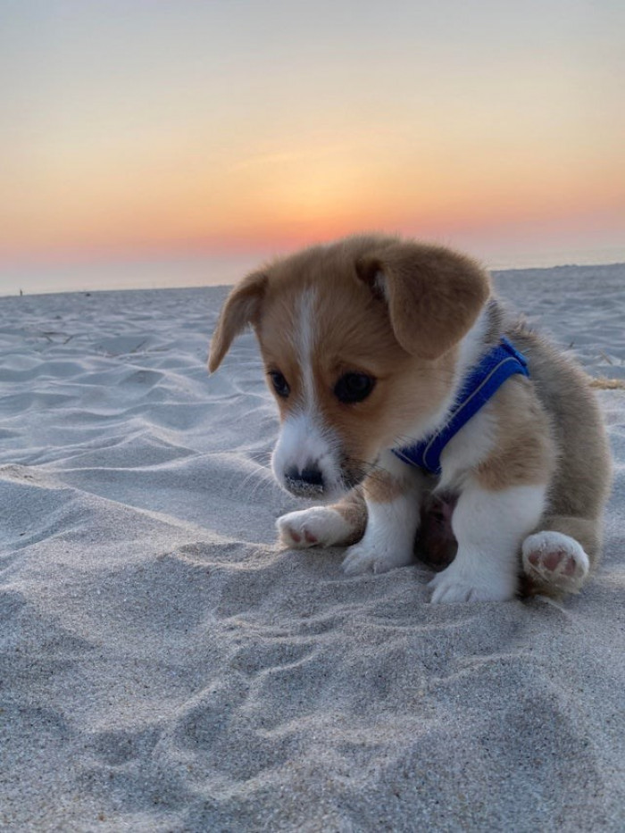 4. Little doggie found out that sand doesn't taste so good