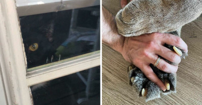 40 Best Photos of Cats Showing Off Their Murder Mittens