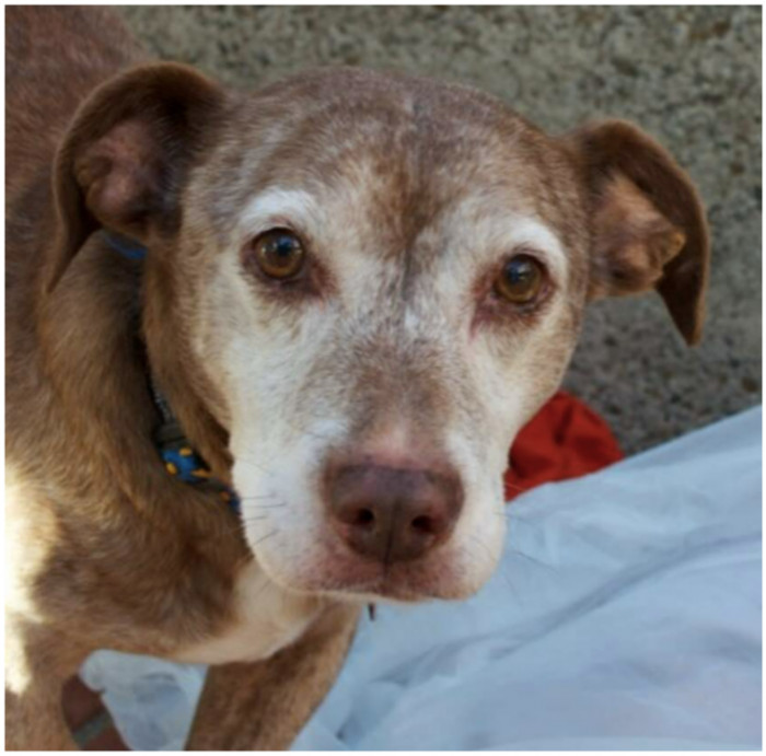 Deaf dog lived a lonely and dangerous life on the streets of Los Angeles.