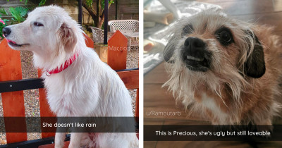 Sincere Dogs Doing Their Best To Keep Us Laughing Lately