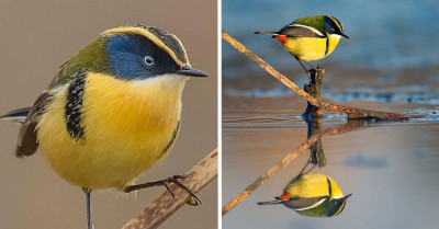 Tiny Bird Called The Many-Colored Rush Tyrant Will Make You Fall In Love With Its Vibrant, Colorful Feathers