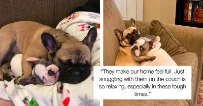 French Bulldog Grows Up Using Her Dog Sister As A Pillow But Doesn't Realize She's Gotten So Big