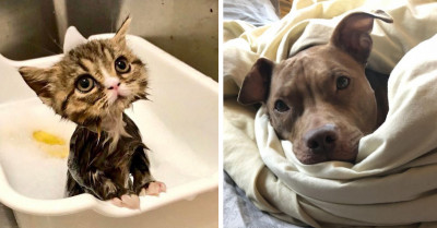 21 Cutest Cats And Dogs That Will Instantly Boost Your Happiness Levels