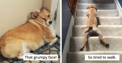 14 Hilarious Dog Photos Showing Their Weird Side