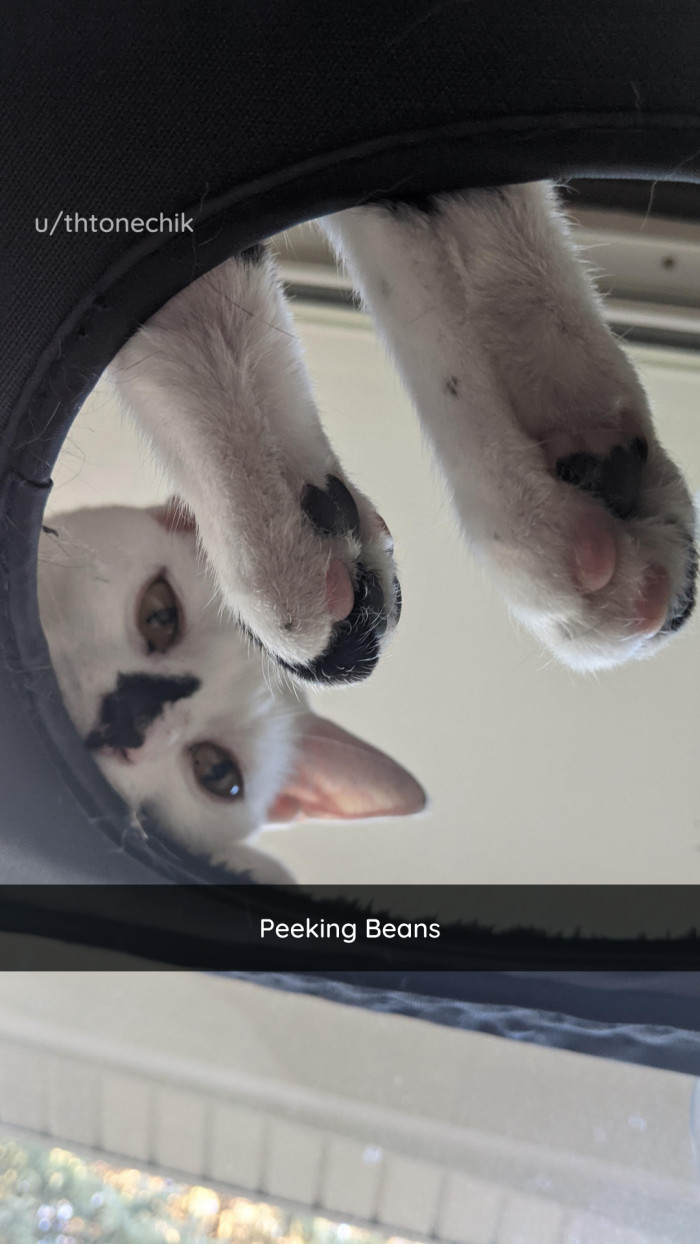 47. A blessing from the cat.